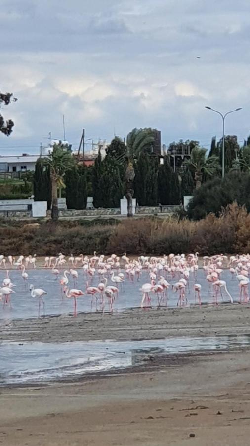 Must Stay - Sea & Salt Lake Panoramic View Apt Larnaca Buitenkant foto